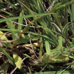 Wahlenbergia stricta subsp. stricta at Top Hut TSR - 29 Dec 2023