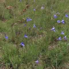 Wahlenbergia stricta subsp. stricta at Top Hut TSR - 29 Dec 2023 12:32 PM