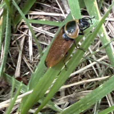 Ellipsidion australe (Austral Ellipsidion cockroach) at Braddon, ACT - 1 Jan 2024 by lbradley