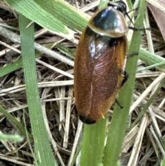 Ellipsidion australe at Braddon, ACT - 1 Jan 2024 03:22 PM