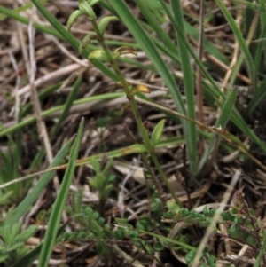 Veronica gracilis at Top Hut TSR - 29 Dec 2023 12:43 PM