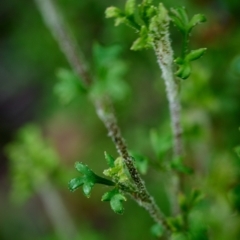 Xanthosia stellata (Star Xanthosia) at Bundanoon - 1 Jan 2024 by Boobook38