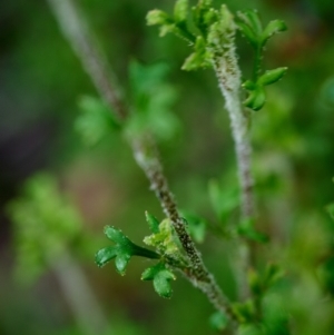 Xanthosia stellata at Bundanoon - 1 Jan 2024