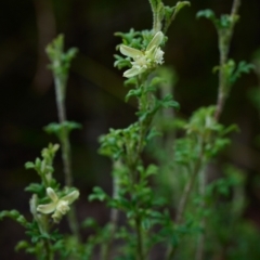 Xanthosia stellata at Bundanoon - 1 Jan 2024