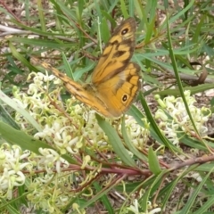 Heteronympha merope (Common Brown Butterfly) at Yarralumla, ACT - 31 Dec 2023 by AndyRussell