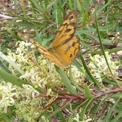 Heteronympha merope (Common Brown Butterfly) at Sth Tablelands Ecosystem Park - 31 Dec 2023 by AndyRussell