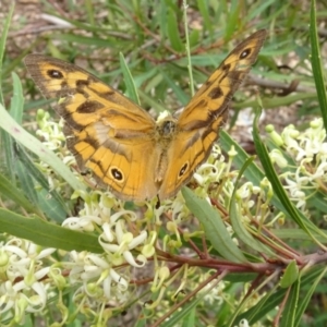 Heteronympha merope at Sth Tablelands Ecosystem Park - 31 Dec 2023