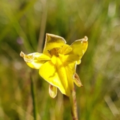 Diuris monticola (Highland Golden Moths) at Namadgi National Park - 29 Dec 2023 by shoko