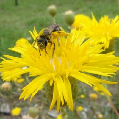 Lasioglossum (Chilalictus) sp. (genus & subgenus) (Halictid bee) at Yarralumla, ACT - 31 Dec 2023 by AndyRussell