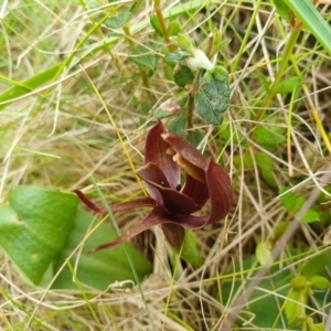 Chiloglottis valida at Namadgi National Park - 29 Dec 2023