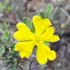 Hibbertia obtusifolia (Grey Guinea-flower) at Numeralla, NSW - 31 Dec 2023 by SteveBorkowskis