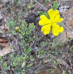 Hibbertia obtusifolia at Numeralla, NSW - 31 Dec 2023 08:45 AM