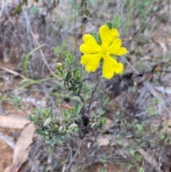 Hibbertia obtusifolia at Numeralla, NSW - 31 Dec 2023 08:45 AM