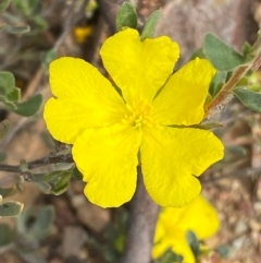 Hibbertia obtusifolia at Numeralla, NSW - 31 Dec 2023 08:45 AM