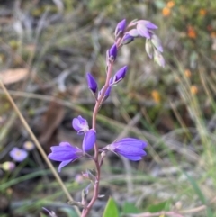 Veronica perfoliata (Digger's Speedwell) at Numeralla, NSW - 30 Dec 2023 by SteveBorkowskis