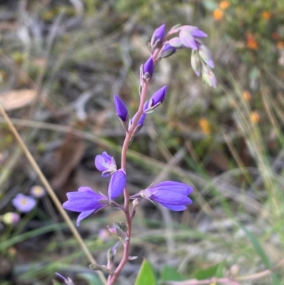 Veronica perfoliata (Digger's Speedwell) at Numeralla, NSW - 30 Dec 2023 by SteveBorkowskis