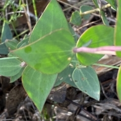 Veronica perfoliata at Numeralla, NSW - 31 Dec 2023