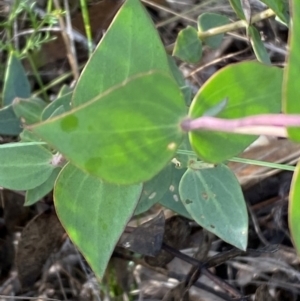 Veronica perfoliata at Numeralla, NSW - 31 Dec 2023