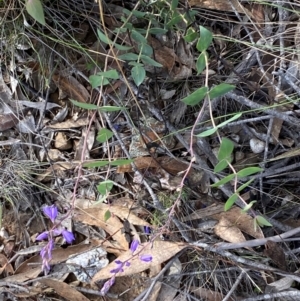 Veronica perfoliata at Numeralla, NSW - 31 Dec 2023