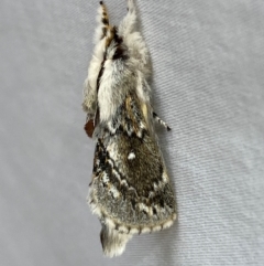 Porela delineata (Lined Porela) at Numeralla, NSW - 31 Dec 2023 by SteveBorkowskis