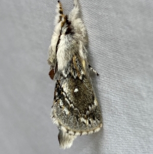 Porela delineata at Numeralla, NSW - 31 Dec 2023