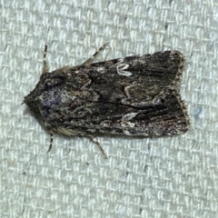 Ectopatria horologa (Nodding Saltbush Moth) at Numeralla, NSW - 30 Dec 2023 by SteveBorkowskis