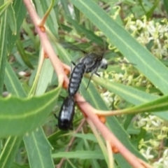 Thynninae (subfamily) (Smooth flower wasp) at Sth Tablelands Ecosystem Park - 31 Dec 2023 by AndyRussell