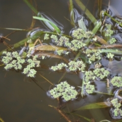 Azolla rubra (Red Water Fern) at Kiama, NSW - 1 Jan 2024 by plants