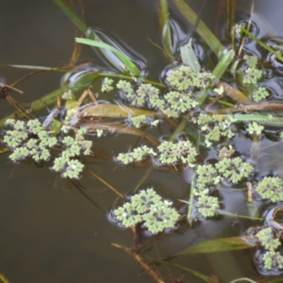 Azolla rubra (Red Water Fern) at Kiama, NSW - 1 Jan 2024 by plants