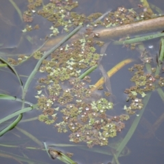 Azolla rubra at Kiama, NSW - 1 Jan 2024