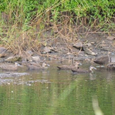 Anas superciliosa (Pacific Black Duck) at Kiama, NSW - 1 Jan 2024 by plants