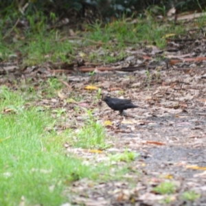 Turdus merula at Kiama, NSW - 1 Jan 2024