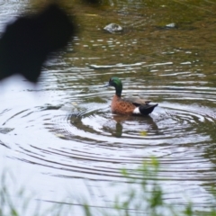 Anas castanea (Chestnut Teal) at Kiama, NSW - 1 Jan 2024 by plants