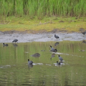 Fulica atra at Kiama, NSW - 1 Jan 2024