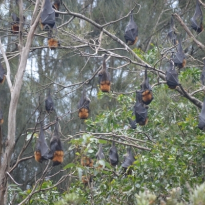 Pteropus poliocephalus (Grey-headed Flying-fox) at Kiama, NSW - 1 Jan 2024 by plants