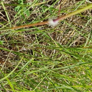 Sorghum leiocladum at Isaacs Ridge - 1 Jan 2024 04:42 PM