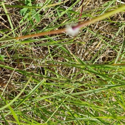 Sorghum leiocladum (Wild Sorghum) at Isaacs Ridge and Nearby - 1 Jan 2024 by Mike