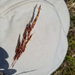 Sorghum leiocladum at Isaacs Ridge - 1 Jan 2024