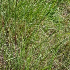 Sorghum leiocladum at Isaacs Ridge - 1 Jan 2024