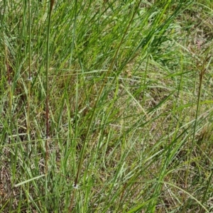 Sorghum leiocladum at Isaacs Ridge - 1 Jan 2024 04:42 PM