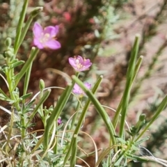 Epilobium billardiereanum subsp. cinereum (Hairy Willow Herb) at Isaacs Ridge and Nearby - 1 Jan 2024 by Mike