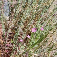 Epilobium billardiereanum subsp. cinereum at Isaacs Ridge and Nearby - 1 Jan 2024 04:08 PM