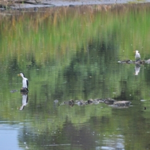 Microcarbo melanoleucos at Kiama, NSW - 1 Jan 2024