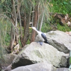 Microcarbo melanoleucos at Kiama, NSW - 1 Jan 2024