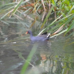 Gallinula tenebrosa (Dusky Moorhen) at Kiama, NSW - 1 Jan 2024 by plants