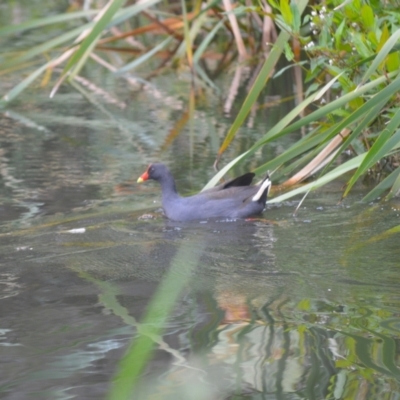 Gallinula tenebrosa (Dusky Moorhen) at Kiama, NSW - 1 Jan 2024 by plants