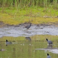 Gallinula tenebrosa at Kiama, NSW - 1 Jan 2024