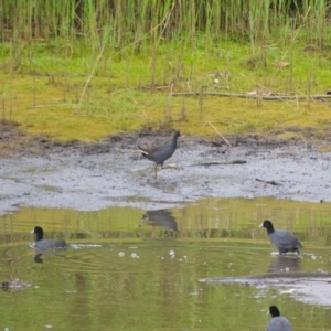 Gallinula tenebrosa at Kiama, NSW - 1 Jan 2024