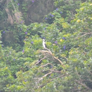 Phalacrocorax varius at Kiama, NSW - 1 Jan 2024