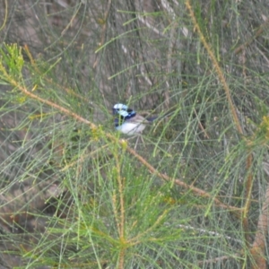 Malurus cyaneus at Kiama, NSW - 1 Jan 2024